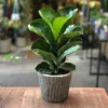 Mini Fiddle Leaf Fig Air Purifying Houseplant 4 inch Pot Small House Plant