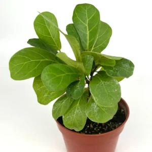 Mini Fiddle Leaf Fig Air Purifying Houseplant 4 inch Pot Small House Plant