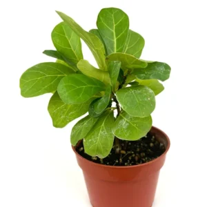 Mini Fiddle Leaf Fig Air Purifying Houseplant 4 inch Pot Small House Plant