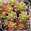Mini Me Jelly Bean Succulent Plant - Sedum rubrotinctum - 2.5 Inch Pot