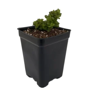 Mini Me Jelly Bean Succulent Plant - Sedum rubrotinctum - 2.5 Inch Pot