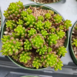 Mini Me Jelly Bean Succulent Plant - Sedum rubrotinctum - 2.5 Inch Pot