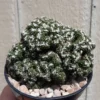 Mini Ming Cactus Elite Cereus Forbesii cv Mini - 2 inch Potted Succulent