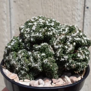 Mini Ming Cactus Elite Cereus Forbesii cv Mini - 2 inch Potted Succulent