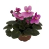 Miniature African Violet Plant - 2 Inch Pot - Indoor Terrarium Violet