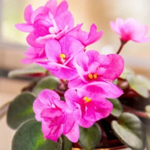 Miniature African Violet Plant - 2 Inch Pot - Indoor Terrarium Violet