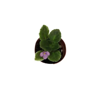 Miniature African Violet Plant - 2 Inch Pot - Indoor Terrarium Violet