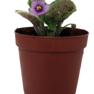 Miniature African Violet Plant - 2 Inch Pot - Indoor Terrarium Violet