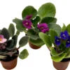 Miniature African Violets 2" Pots - Blooming Indoor Plants Easy Care