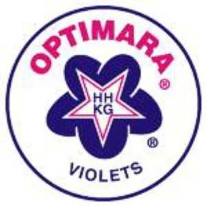 Miniature African Violets 2" Pots - Blooming Indoor Plants Easy Care