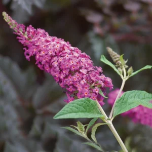 Miss Ruby Butterfly Bush - Buddleia Plant - 4 inch Pot - Pink Blooms - Garden Shrub