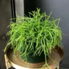 Mistletoe Cactus Plant Rhipsalis - 4 inch Pot - Unusual Hanging Plant