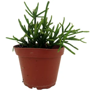 Mistletoe Cactus Plant Rhipsalis - 4 inch Pot - Unusual Hanging Plant
