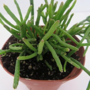 Mistletoe Cactus Plant Rhipsalis - 4 inch Pot - Unusual Hanging Plant