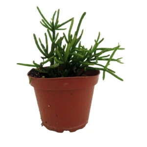 Mistletoe Cactus Plant Rhipsalis - 4 inch Pot - Unusual Hanging Plant