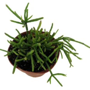 Mistletoe Cactus Plant Rhipsalis - 4 inch Pot - Unusual Hanging Plant