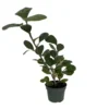 Mistletoe Fig Tree - Ficus deltoidea - 4" Pot - Bonsai House Plant