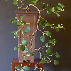 Mistletoe Fig Tree - Ficus deltoidea - 4