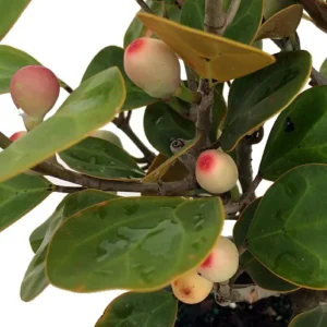 Mistletoe Fig Tree - Ficus deltoidea - 4