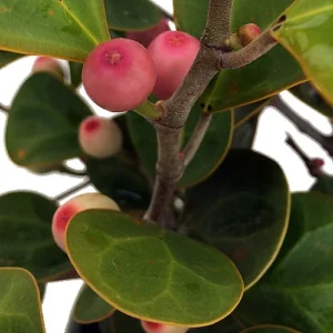 Mistletoe Fig Tree - Ficus deltoidea - 4