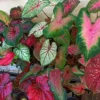 Mixed Caladium Seed Bulbs for Planting - Perennial Hosta & Elephant Ears