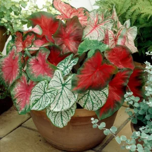 Mixed Caladium Seed Bulbs for Planting - Perennial Hosta & Elephant Ears