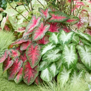Mixed Caladium Seed Bulbs for Planting - Perennial Hosta & Elephant Ears