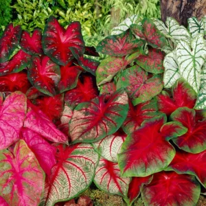 Mixed Caladium Seed Bulbs for Planting - Perennial Hosta & Elephant Ears