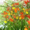 Mixed Color Crocosmia Bulbs - 50 Pack Montbretia Tuber Hardy Flowers for Planting