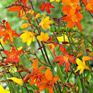Mixed Color Crocosmia Bulbs - 50 Pack Montbretia Tuber Hardy Flowers for Planting