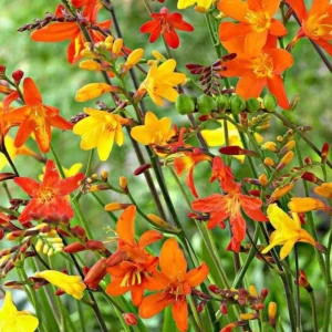 Mixed Color Crocosmia Bulbs - 50 Pack Montbretia Tuber Hardy Flowers for Planting