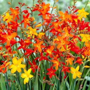 Mixed Color Crocosmia Bulbs - 50 Pack Montbretia Tuber Hardy Flowers for Planting
