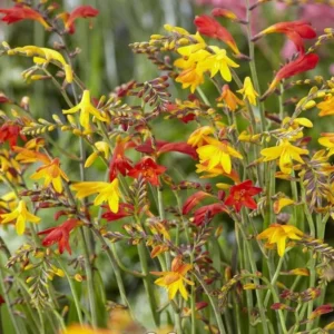 Mixed Color Crocosmia Bulbs - 50 Pack Montbretia Tuber Hardy Flowers for Planting