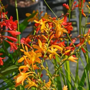 Mixed Color Crocosmia Bulbs - 50 Pack Montbretia Tuber Hardy Flowers for Planting