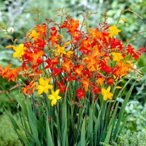 Mixed Color Crocosmia Bulbs - 50 Pack Montbretia Tuber Hardy Flowers for Planting