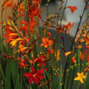 Mixed Color Crocosmia Bulbs - 50 Pack Montbretia Tuber Hardy Flowers for Planting