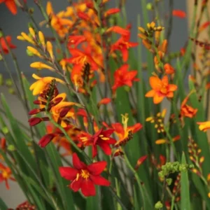 Mixed Color Crocosmia Bulbs - 50 Pack Montbretia Tuber Hardy Flowers for Planting
