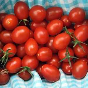 Moby Grape Tomato Plant - 2.5 inch Pot - Sweet Grape Variety