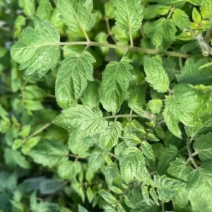 Moby Grape Tomato Plant - 2.5 inch Pot - Sweet Grape Variety