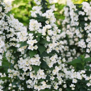 Mockorange Plant - Philadelphus Low Grower - 4" Pot - Fragrant White Flowers