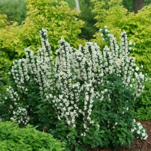 Mockorange Plant - Philadelphus Low Grower - 4