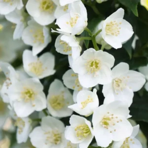 Mockorange Plant - Philadelphus Low Grower - 4