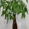 Money Tree Feng Shui Plant Good Luck Tree + Plant Food Indoor 20 to 25"