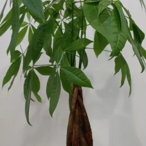 Money Tree Feng Shui Plant Good Luck Tree + Plant Food Indoor 20 to 25
