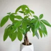 Money Tree Feng Shui Plant Good Luck Tree with Plant Food