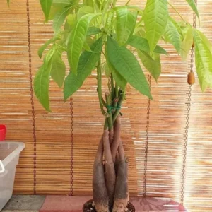 Money Tree Feng Shui Plant Good Luck Tree with Plant Food