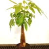 Money Tree Pachira Aquatica Feng Shui Good Luck Plant 25 to 30 inch