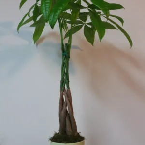 Money Tree Pachira Aquatica Feng Shui Good Luck Plant 25 to 30 inch