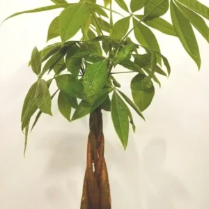 Money Tree Pachira Aquatica Feng Shui Good Luck Plant 25 to 30 inch