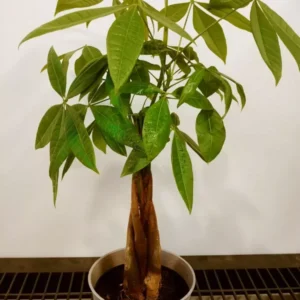 Money Tree Pachira Aquatica Feng Shui Good Luck Plant 25 to 30 inch